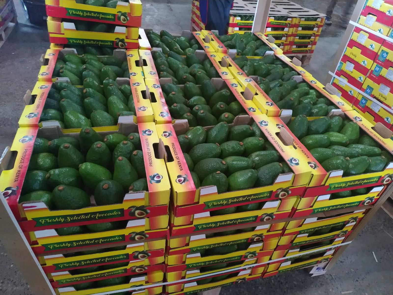 avocados