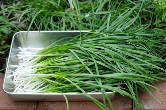 Chives