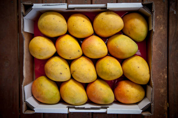 MANGOES