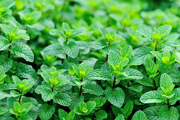Mint