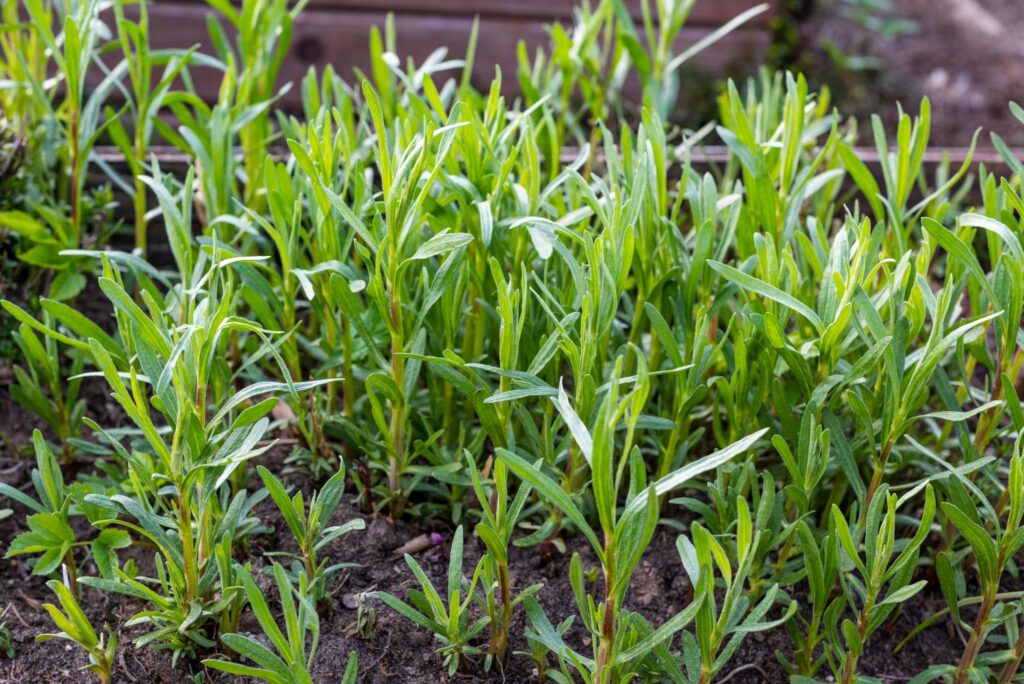 Tarragon