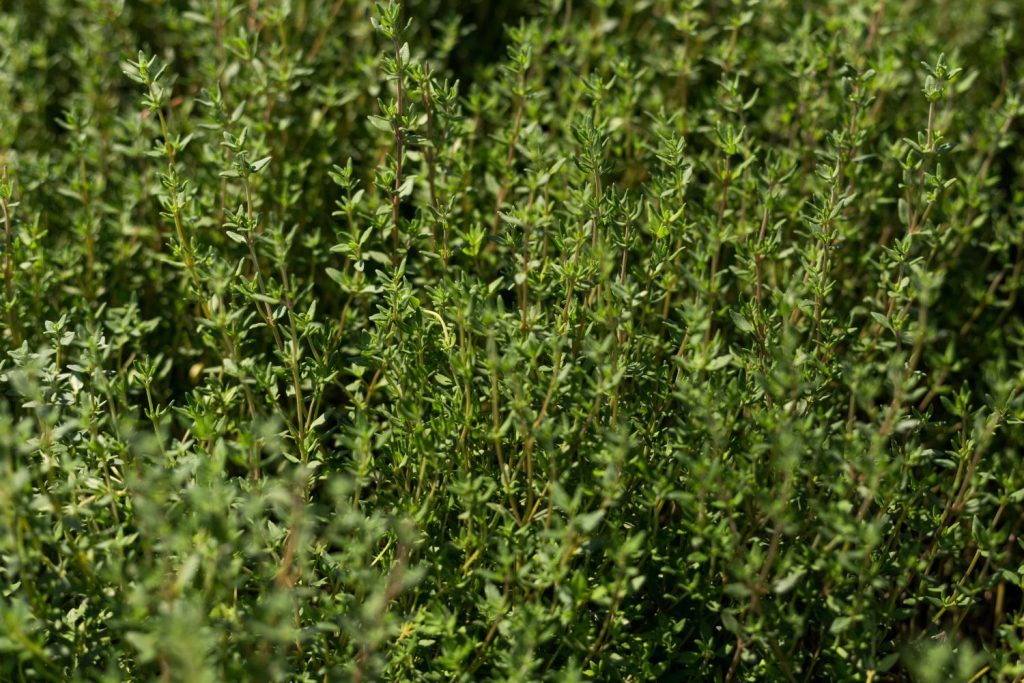 Thyme